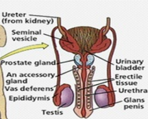 Organ Reproduksi Laki-laki 2