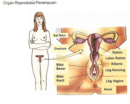 Organ Reproduksi Perempuan alatreproduksiwanita1